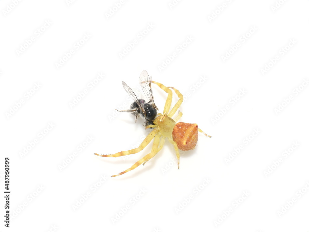 Thomisidae crab spider with small bee prey isolated on white background Thomisidae crab spider with small bee prey isolated on white background