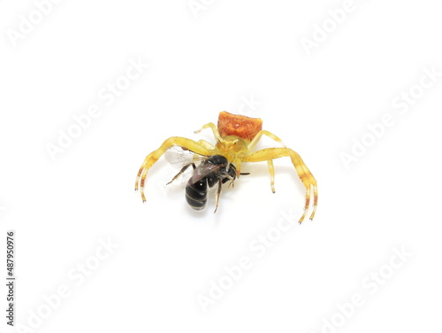 Thomisidae crab spider with small bee prey isolated on white background