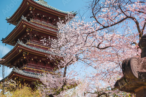 Pagoda and cherry blossom