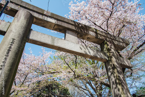 Tori gate and cherry blossom