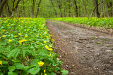 Road to spring. Dirt road through yellow spring forest flowers. Road through the forest.