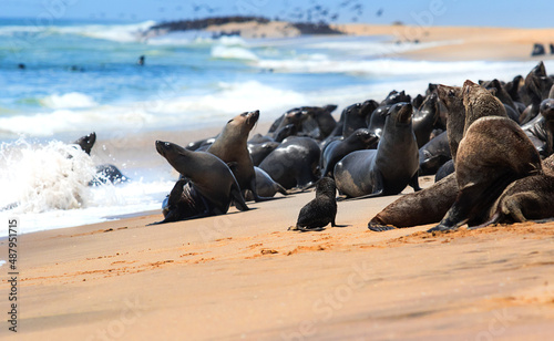 seal colony on the coast of the ocean