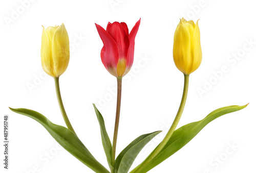 Two yellow tulips and one red tulips