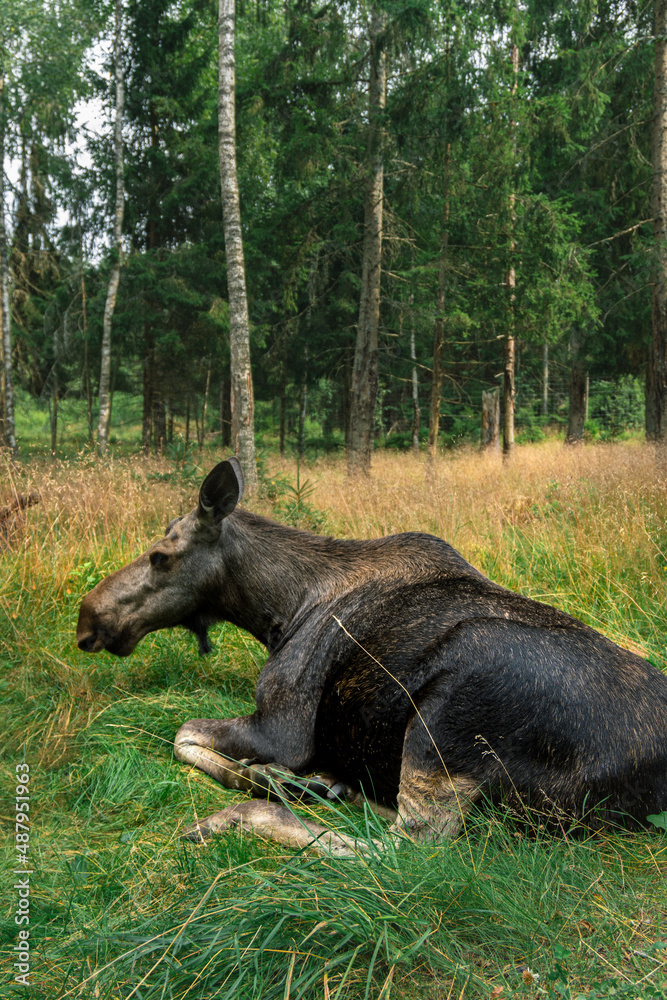 Fototapeta premium Elch im Wald
