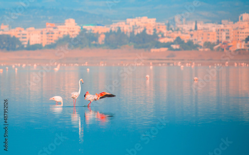 A flock of birds Pink flamingos walk along the blue salt lake of Cyprus in the city of Larnaca. Romance concept, tender love background. Beautiful nature, the world of wild animals. photo