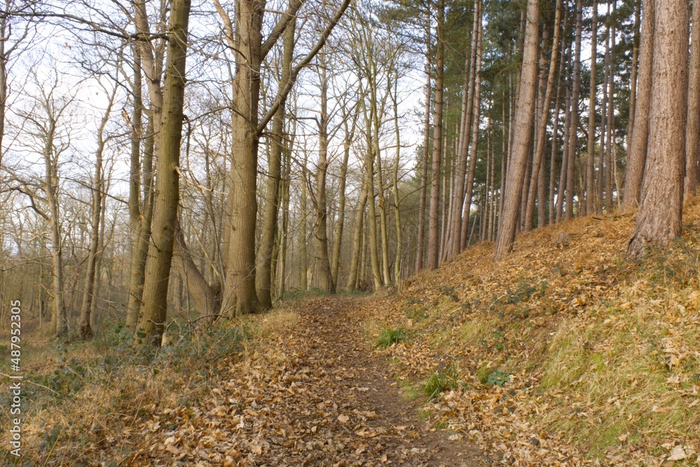 Tall beech and pine trees along a woodland footpath