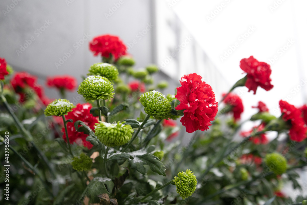 carnations at the memorial in honor of the second world war