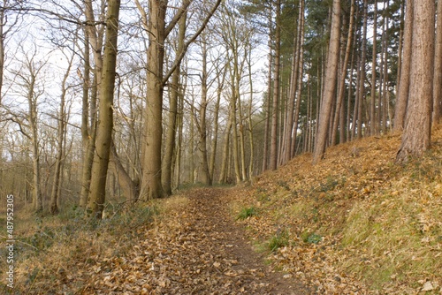 Tall beech and pine trees along a woodland footpath