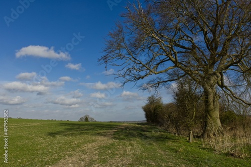 Large beech tree and grass farmland in early spring