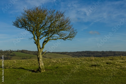 Solitary windswept tree on a hill in early spring