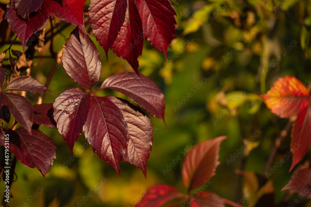 Purpurowy liść winobluszczu pięciolistkowego (Parthenocissus quinquefolia), drugi plan rozmyty jasny. Polska jesień.