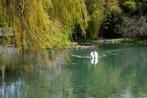 white swan swimming in the lake, a magical spring landscape with a beautiful elegant bird, young green foliage on the trees, a willow by the pond