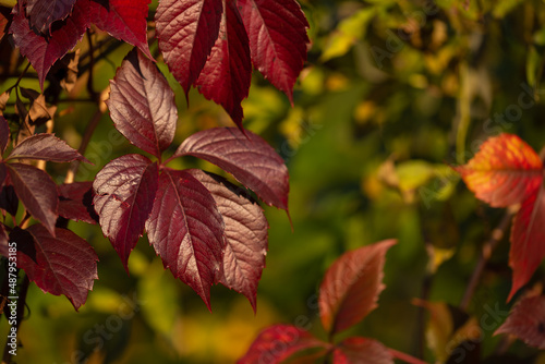 Purpurowy liść winobluszczu pięciolistkowego (Parthenocissus quinquefolia), drugi plan rozmyty jasny. Polska jesień.