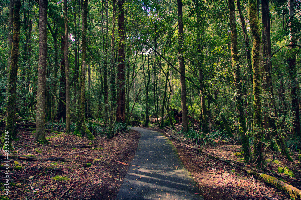 Fototapeta premium Exploring the Forest