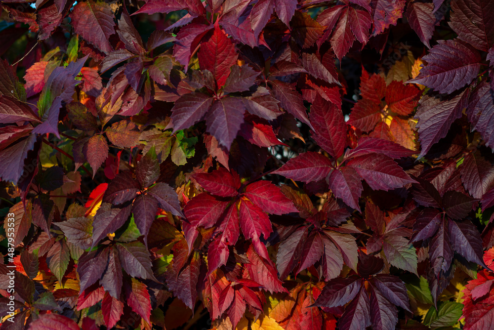 Winobluszcz pięciolistkowy (Parthenocissus quinquefolia) porastający płot, złota polska jesień. Winobluszcz pięciolistkowy (Parthenocissus quinquefolia) porastający płot, złota polska jesień.