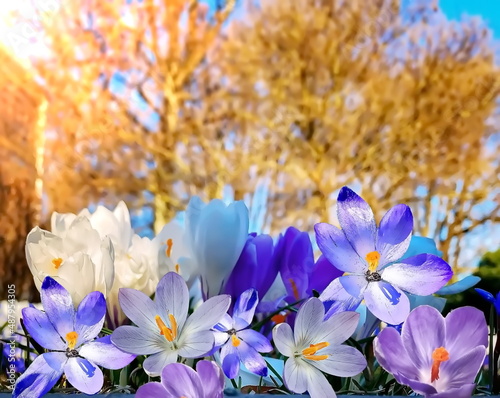 first spring blue white lilac flowers blue sky and sunny weather  light yellow trees beam  natuere landscape photo