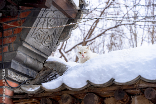 cat snow on the eaves