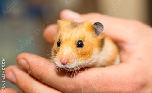 Hamster in the hands of a man close-up on a gray background. Smiling animal, happy pet. Laughter and smile.