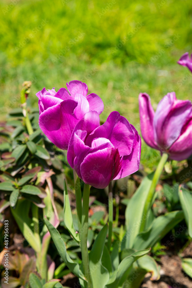 Close-up view on the button of violet, purple tulip flower in spring Close-up view on the button of violet, purple tulip flower in spring