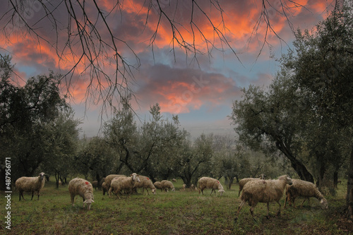 Hermosa escena rural con ovejas y borregos pastando en un campo de olivos bajo un rojo cielo invernal en Asisi (Italia) photo