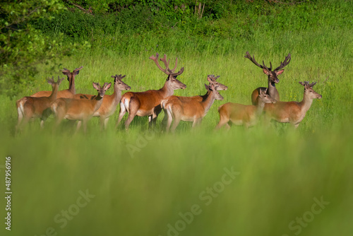Cute roe deer, Capreolus capreolus on a green meadow during summer