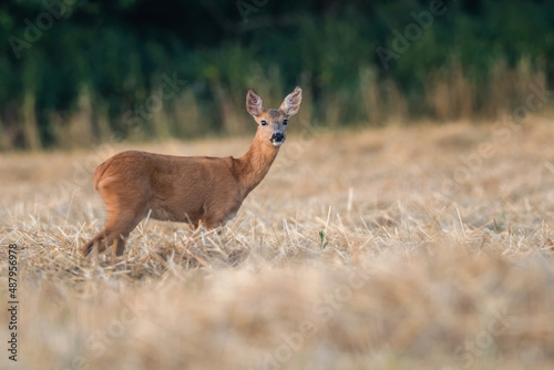 Cute roe deer, Capreolus capreolus on a meadow during summer