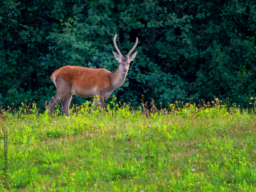 Cute roe deer, Capreolus capreolus on a green meadow during summer Cute roe deer, Capreolus capreolus on a green meadow during summer