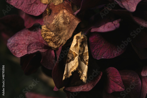 Jardin de Vauville, fleurs photo