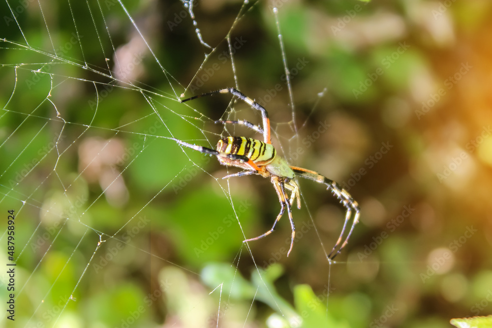 Spider sitting on its web. close up macro shot Spider sitting on its web. close up macro shot