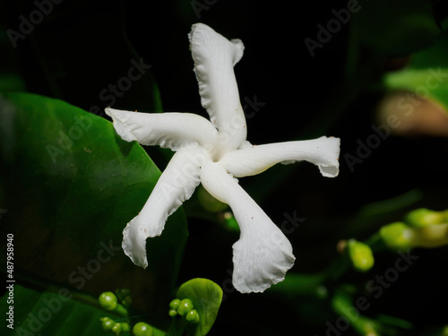 Banana Bush (Tabernaemontana pandacaqui) white flower on black photo