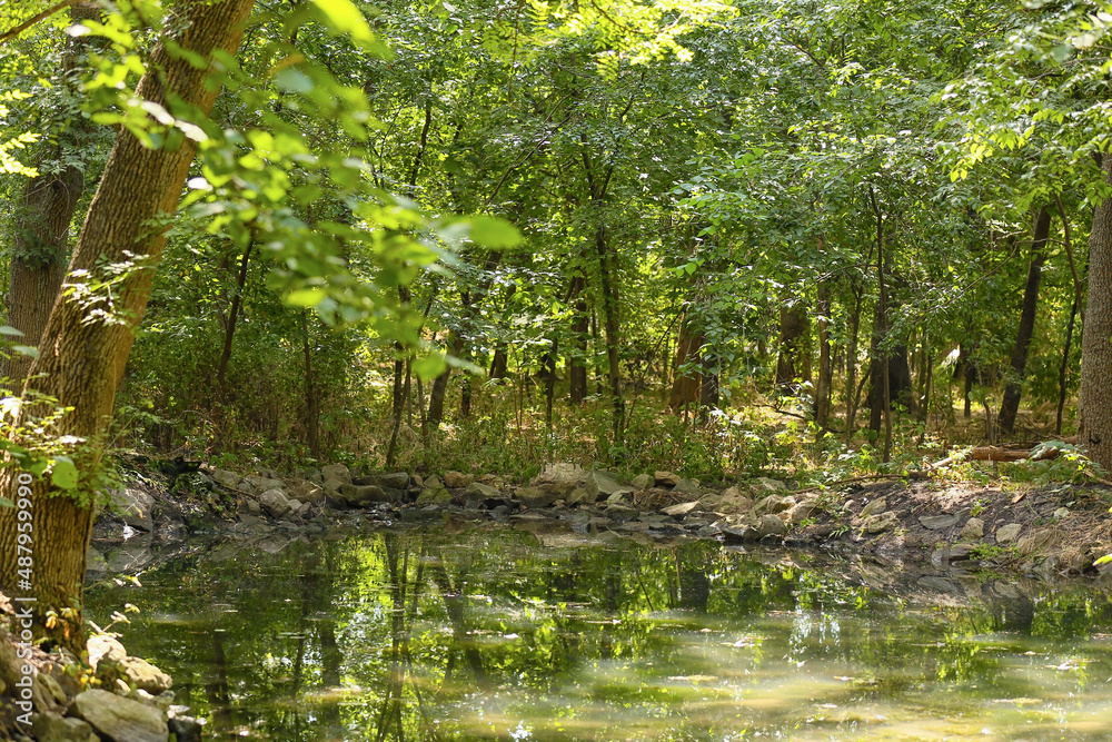 Fototapeta premium Lush green forest pond with tree reflections, natural habitat and ecosystem, summer woodland environment