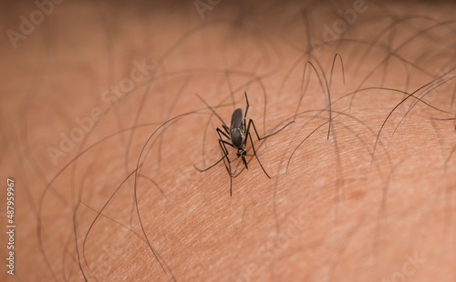 Mosquito try to pierce hairy human skin. Macro photography, selective focus. © Chumrit