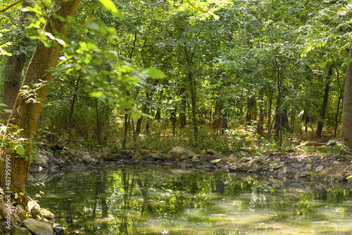 Fototapeta Naklejka Na Ścianę i Meble -  Beautiful landscape with pond in green park