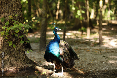 Beautiful peacock in green ...