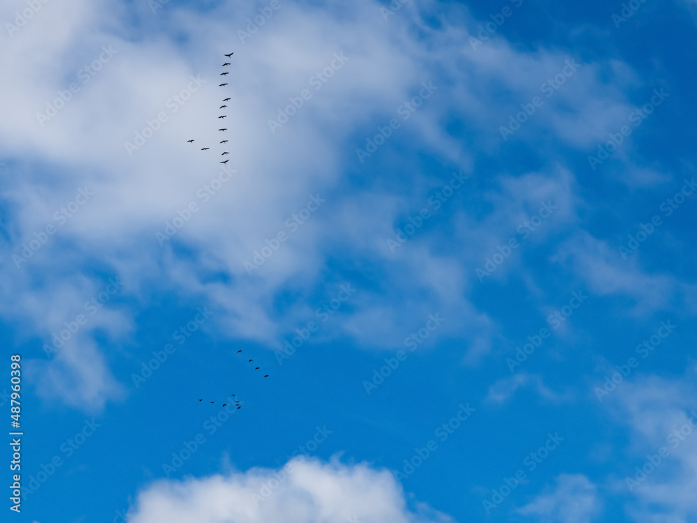 high in the sky small groups of migratory birds high in the sky small groups of migratory birds