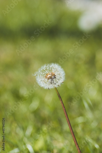 dandelion on green background