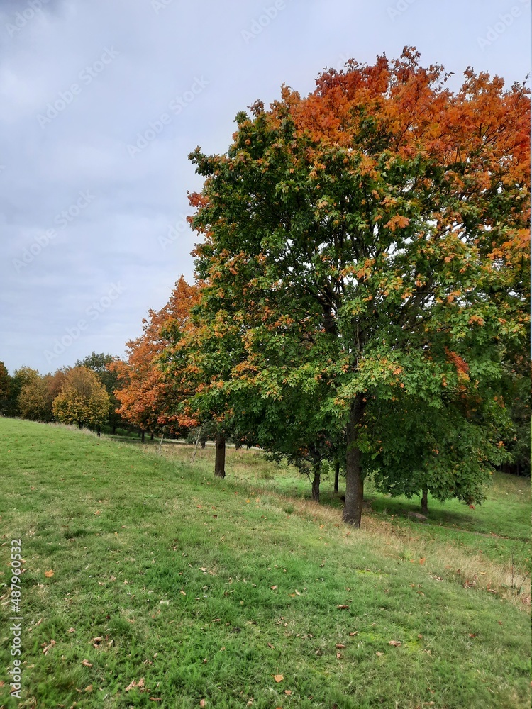Fototapeta premium autumn trees in the park