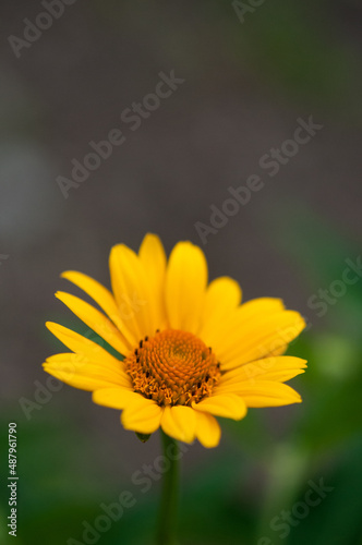 yellow flower in the garden