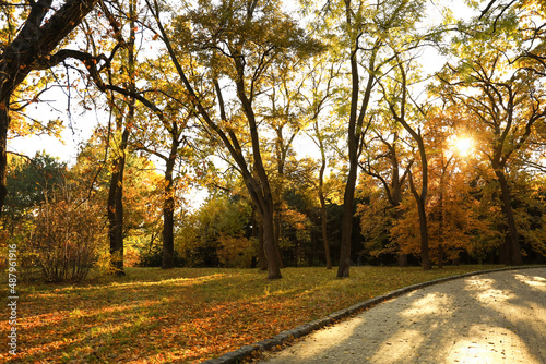 View of autumn trees in park