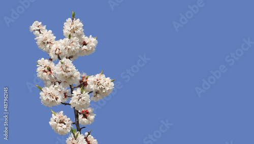 sprig of blooming apricots against a blue sky, template, greeting card,