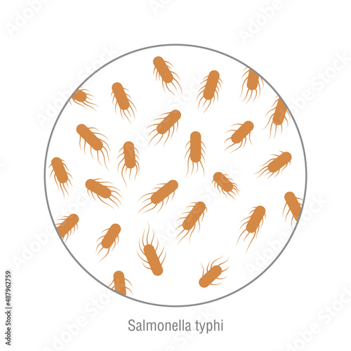 Salmonella typhi. Bacterial microorganism. Microbiology and infographic.