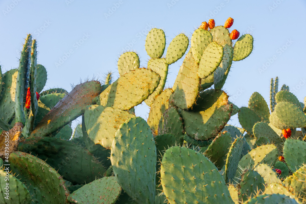 Cactus Fruit in Israel Cactus Fruit in Israel