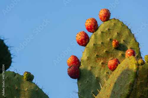 Cactus Fruit in Israel