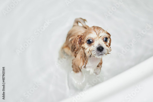 Wet Maltipoo puppy while bathing in the bathroom. Close-up, selective focus