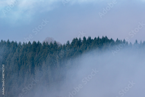 Alpine forest in fog on the mountain