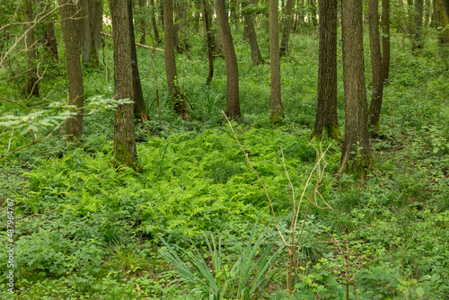 Fototapeta Naklejka Na Ścianę i Meble -  German Moor forest landscape with fern, grass and deciduous trees in summer
