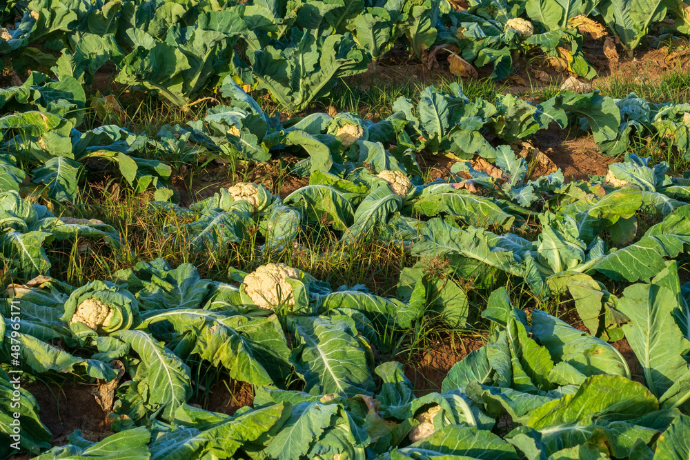 Fototapeta premium Calliflower fields in Israel