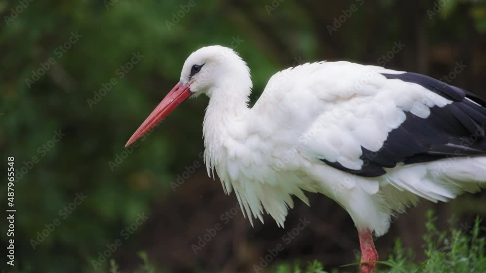 Beautiful black and white stork with red beak in the park, on blurred green background. Slow motion, close up. Beautiful black and white stork with red beak in the park, on blurred green background. Slow motion, close up.