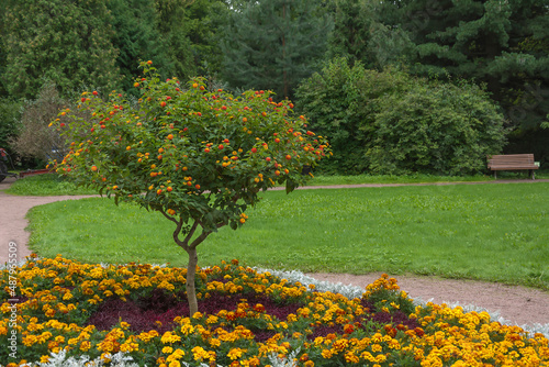 Fotografija Lantana bush in the center of a flowerbed