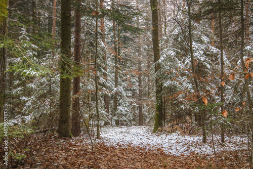Fototapeta Naklejka Na Ścianę i Meble -  Natura
